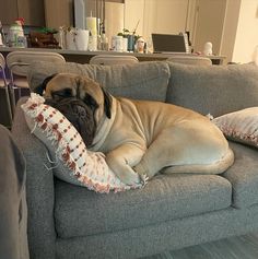 a large dog laying on top of a gray couch