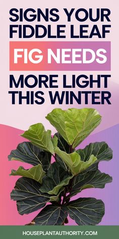 Signs your fiddle leaf fig needs more light this winter, with an image of a fiddle leaf fig plant against a colorful background.