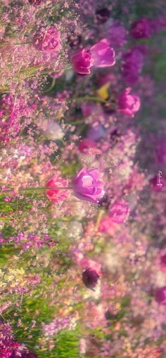 pink flowers are in the middle of green and purple grass, as if they were floating or floating on water