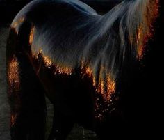 a black horse standing in the dirt with it's back turned to the camera