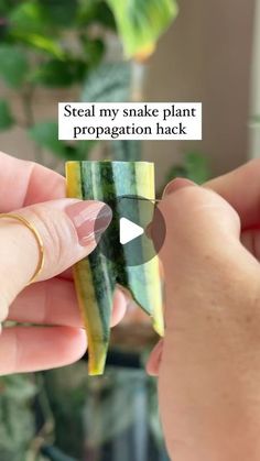 someone is holding a small piece of food in their hand with the caption steal my snake plant propagation hack