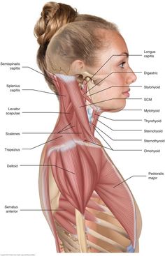 Bolesti Chrbta, Muscular System, Cervical Spine