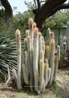 a large cactus with red flowers in a garden