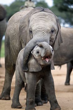 an adult elephant standing next to a baby elephant on a dirt road with other elephants in the background