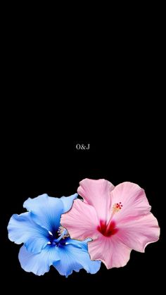 two blue and pink flowers on a black background