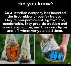 a horse with its foot in an orange and blue shoe that says, did you know?