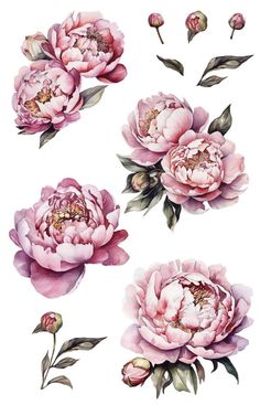 watercolor peonies with leaves and buds on white background, set of three