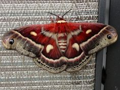 a large red and white moth sitting on top of a window sill next to a screen