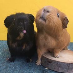 two small black and brown animals sitting next to each other