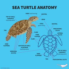 an image of sea turtle anatomy