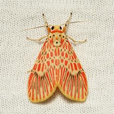 a close up of a moth on a white surface