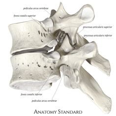 3D model of 5th and 6th thoracic vertebrae with latin terminology comments Wooden Sculpture Art, Spinal Surgery, Nurse Study Notes