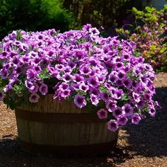 purple flowers are growing in a wooden barrel