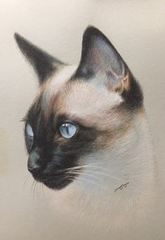 a drawing of a siamese cat with blue eyes