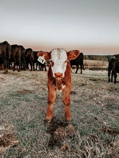 a brown and white cow standing on top of a grass covered field next to other cows