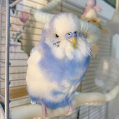 a blue and white parakeet sitting on top of a perch in a cage