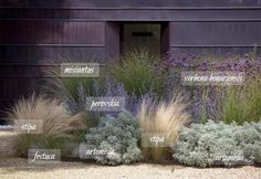 the names of different types of plants in front of a black building with purple flowers