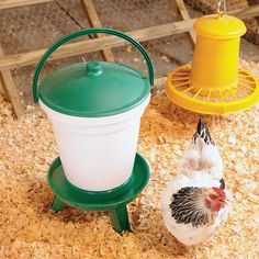 two chickens standing next to each other near a bucket and bird feeder on the ground