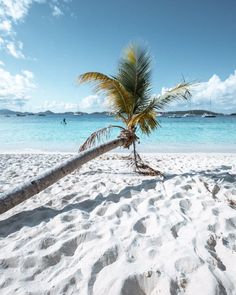 a palm tree leaning over on the beach