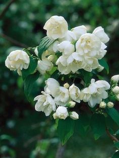 white flowers with green leaves in the background