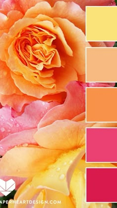 an orange and pink rose with water droplets on it's petals is featured in this color palette