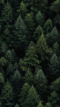 the top view of many trees from above