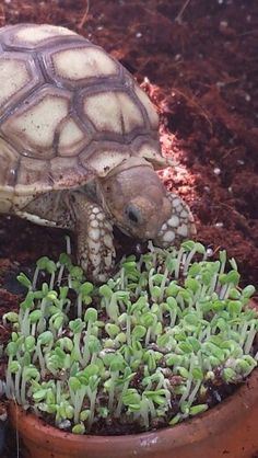 a turtle sitting on top of a potted plant next to another turtle in the dirt