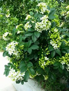 a bush with white flowers and green leaves