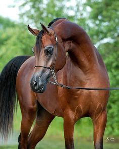 a brown horse standing next to a lush green forest