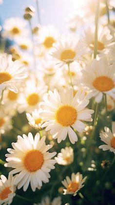 white and yellow daisies in the sunlight