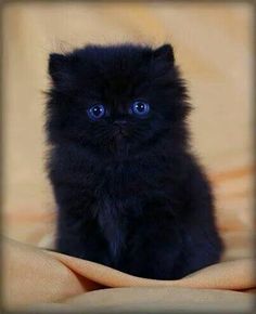 a small black kitten with blue eyes sitting on a brown blanket looking at the camera