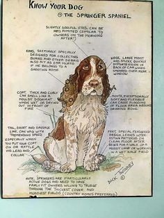 a dog's anatomy is shown in this drawing