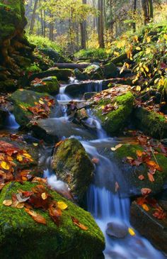 a stream running through a forest filled with lots of green mossy rocks and leaves