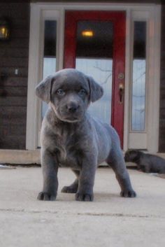 a gray puppy standing in front of a red door