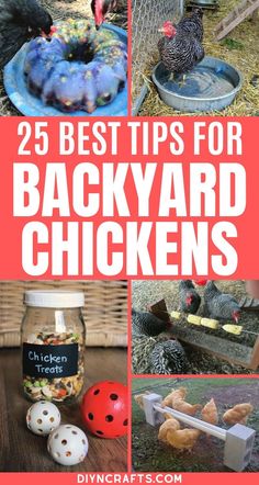 several pictures of backyard chickens with text overlay that reads 25 best tips for backyard chickens