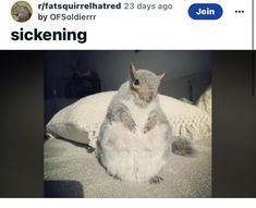 a squirrel sitting on top of a pillow with the caption sickening written below