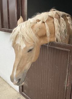 a horse with blonde hair sticking its head out of a stable