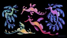 four colorful seahorses on a black background