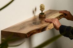 a person holding a piece of wood near a small plant on top of a table