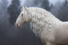 a white horse with long blonde hair standing in front of some trees and foggy sky