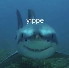 an image of a smiling shark with the words yippe on it's face