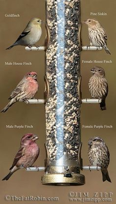 birds are perched on the top of a bird feeder with their names in english and spanish