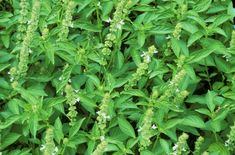 some green plants with white flowers and leaves