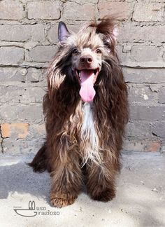 a shaggy dog standing in front of a brick wall with its tongue out and it's tongue hanging out