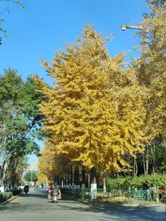 two people are riding bicycles down the street in front of some trees with yellow leaves