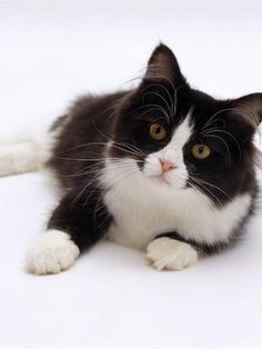 a black and white cat laying on the ground looking at the camera with one eye open