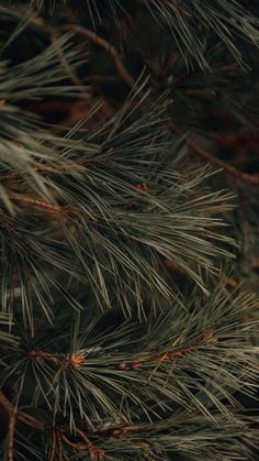 closeup of pine needles on a tree