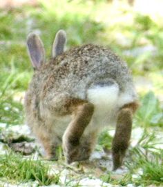 a small rabbit is standing in the grass and looking at something on the ground that looks like it's going to fall