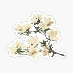 White lily branch sticker Branch Watercolor, Printable Vintage Art, Redbubble Stickers, Cute Laptop Stickers, Stickers Design, Nature Stickers