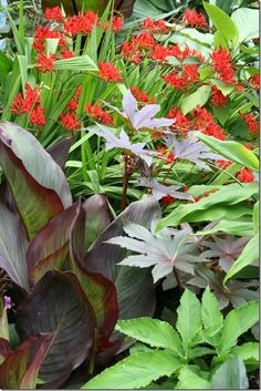 red flowers and green leaves in a garden